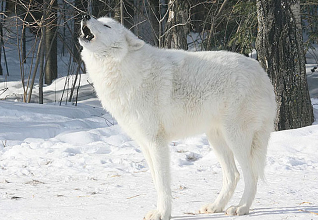 地球上最凶悍的狼,不是最狠的北极狼,而是无人敢惹的它