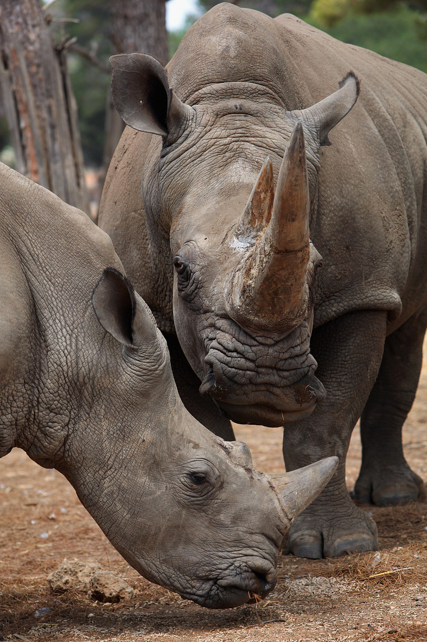 史前巨兽板齿犀,你听说过吗?身躯强壮却偏爱植物为食!