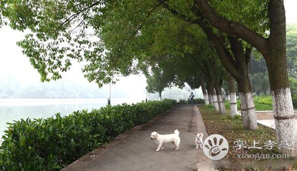 孝感后湖公园的早晨,美得像一幅画!