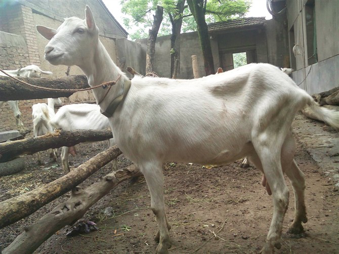 养羊好不好养 - 优质问答专区