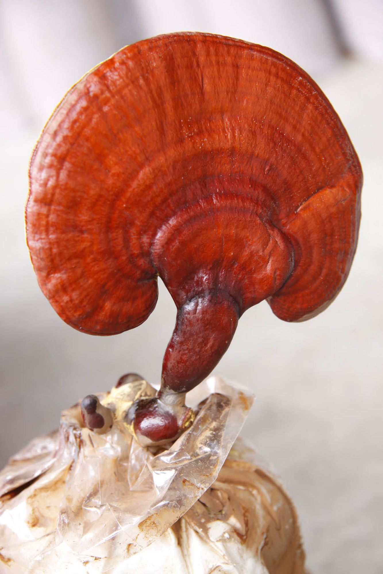 灵芝- 热门商品专区