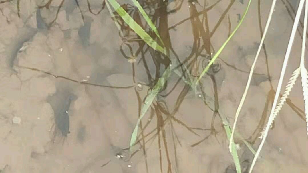 拍摄水中的小龙虾苗,虾苗还比较小