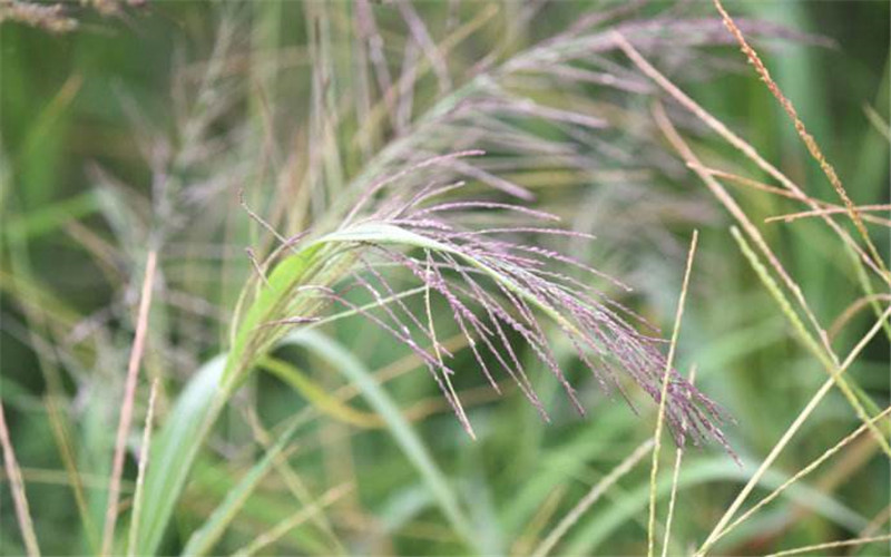 野草千金子虽然有毒,但是也能作药用,看到了要珍惜