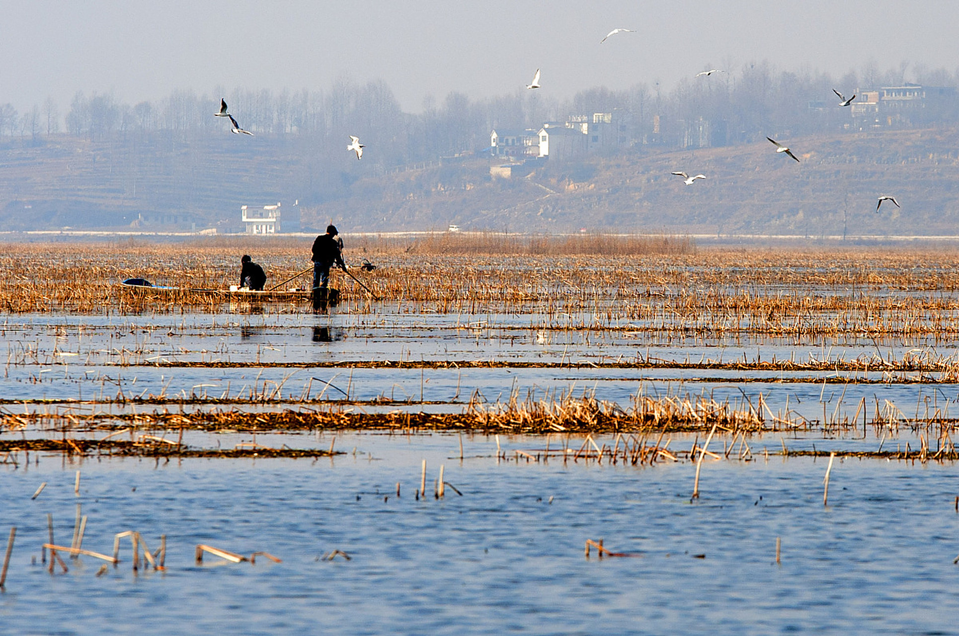 威宁草海,位于贵州毕节,是一个以水面行船和赏花而闻名遐迩的景点.