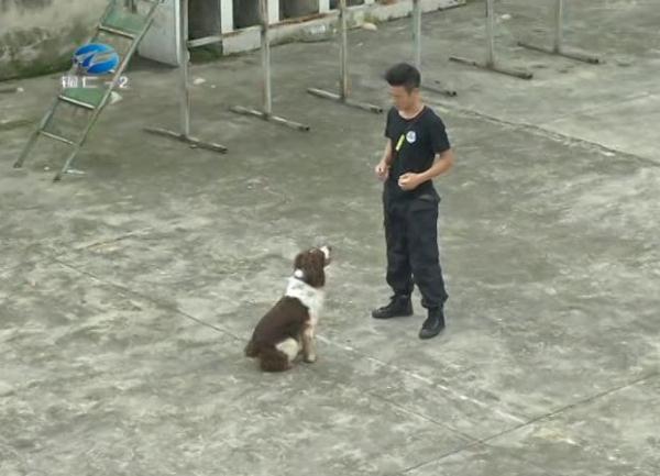 警犬成长记:萌宠大变身