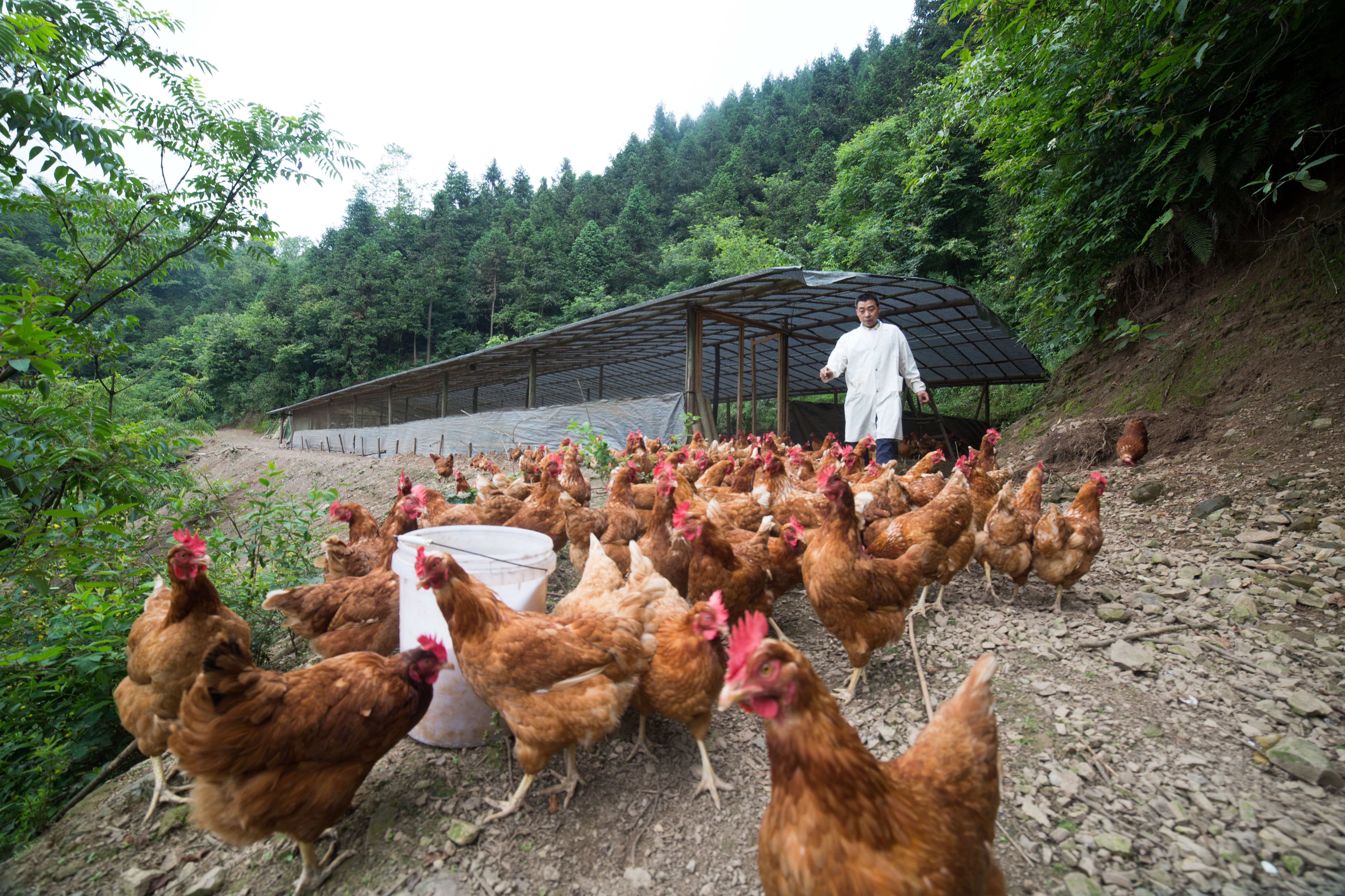 贵州大方:山中响起鸡鸣声(4)