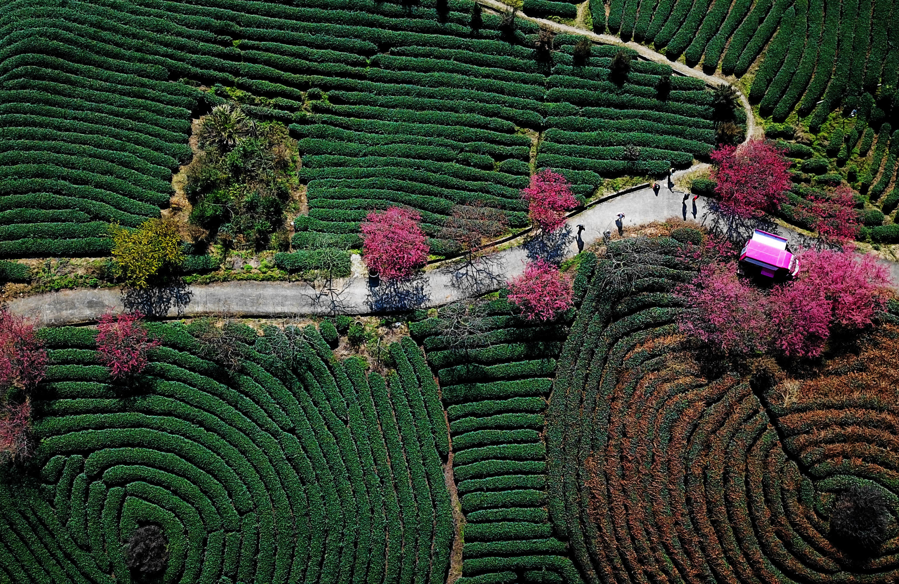 福建漳平:樱花茶园入画来