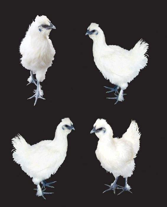 乌鸡养殖技术分享:雪峰乌骨鸡的养殖技术是什么呢?