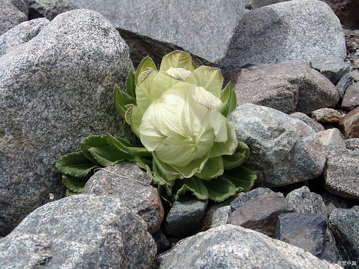 天山雪莲:冰封之上的生命传奇