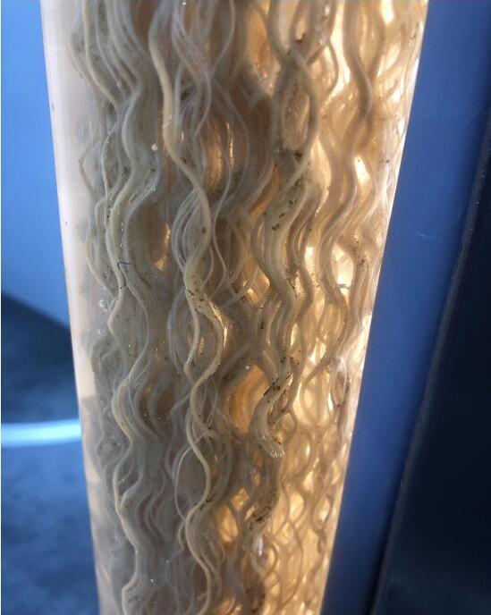 浅析mabr膜曝气技术在污水处理"提质增效"的前景