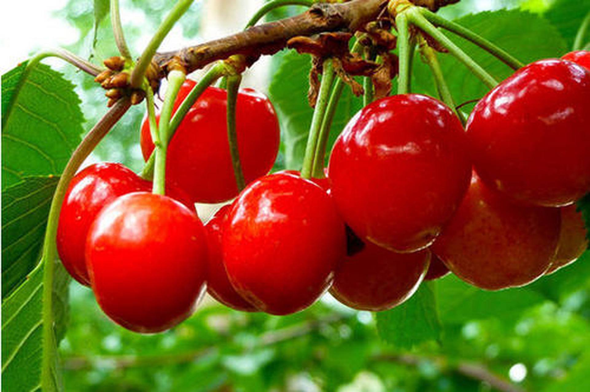 盛产于郑州市郊候寨乡的樱桃沟,这里的樱桃不仅成熟早,产量高,而且