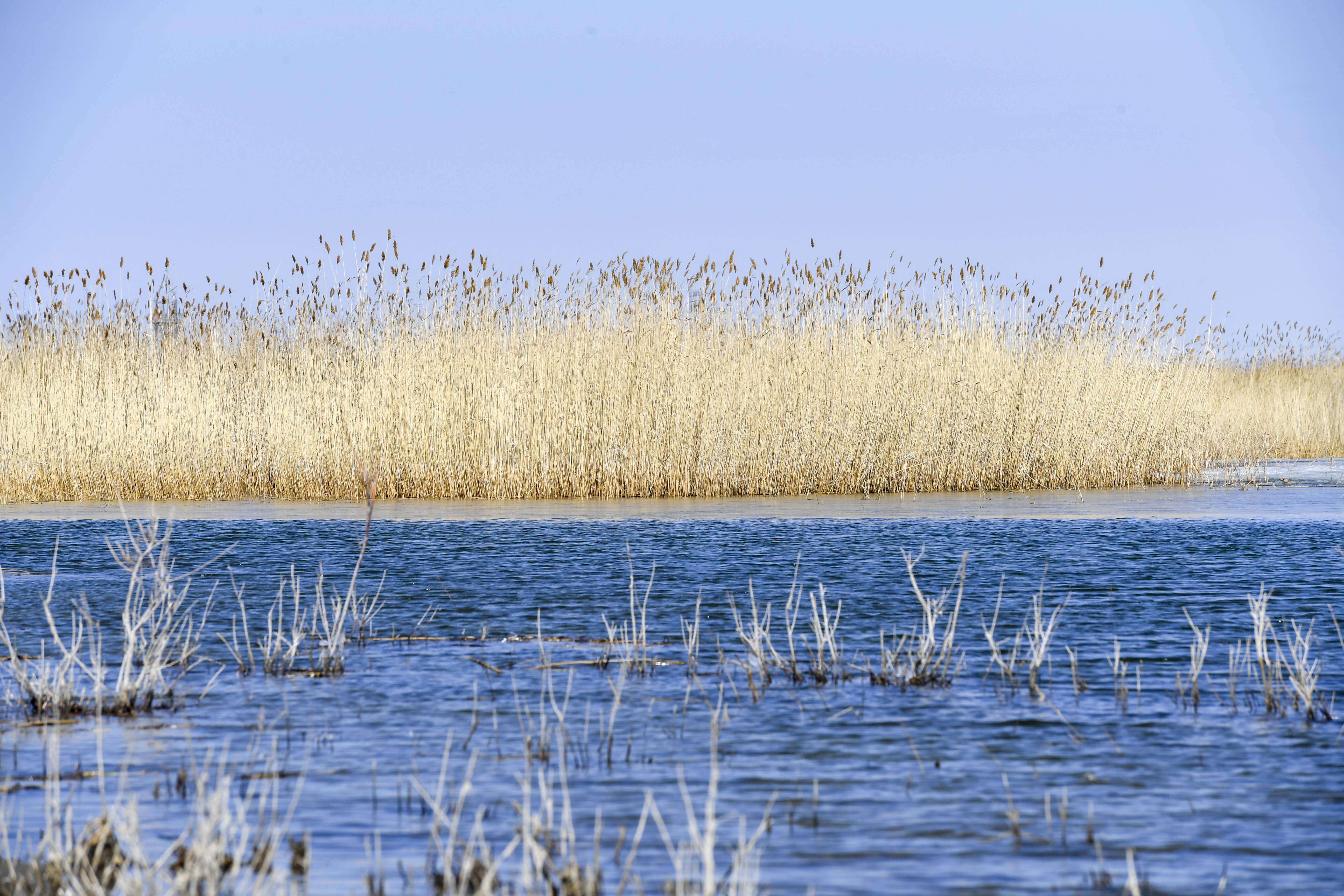 新疆福海:"湖长制"为乌伦古湖的健康护航(4)
