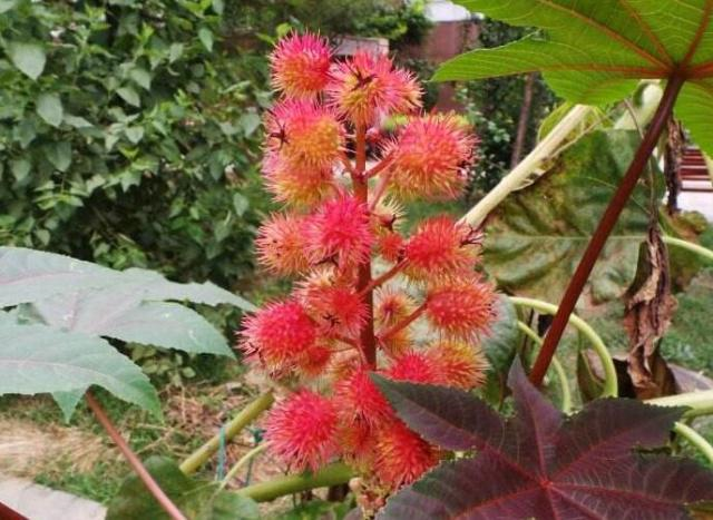 野外遍地是的小刺头,人吃了中剧毒,喂给花吃却呼呼长不停!