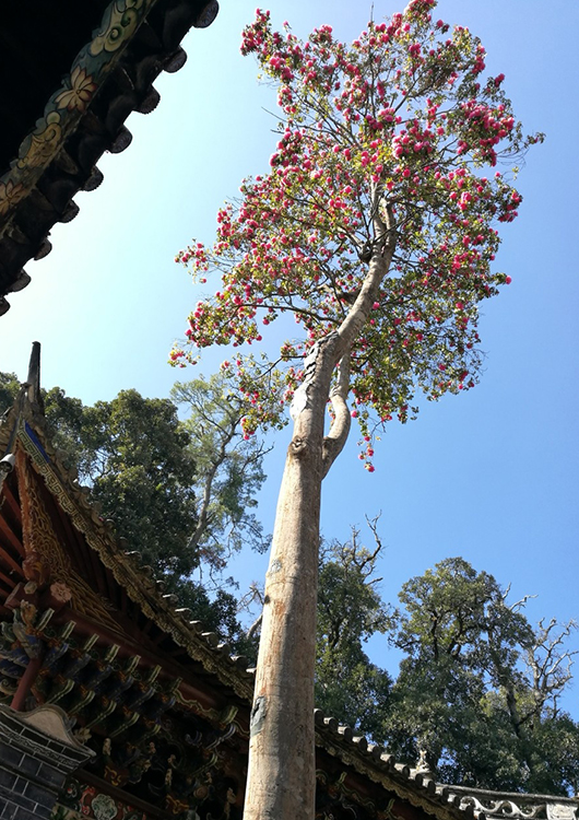 《天官赐福》现实中的菩荠观,就连花树都有,看完让人泪目!