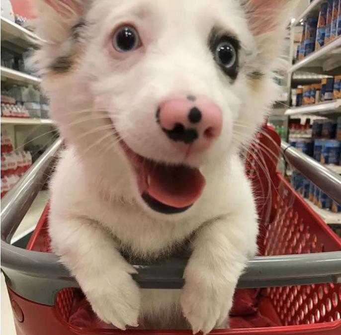 主人带超可爱混血柯基第一次逛大卖场,可爱反应萌翻众人!