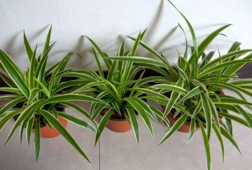 天气越来越冷,耐寒植物这样养,就选这3种!