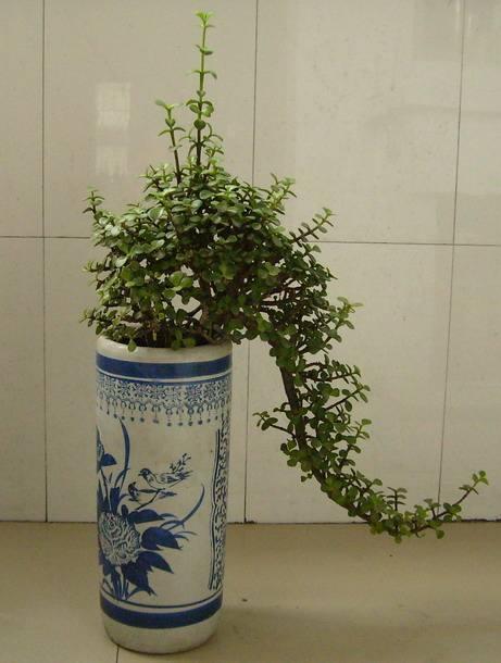 金枝玉叶"修修剪剪",不出半年就成老桩,造型佳观赏性强!