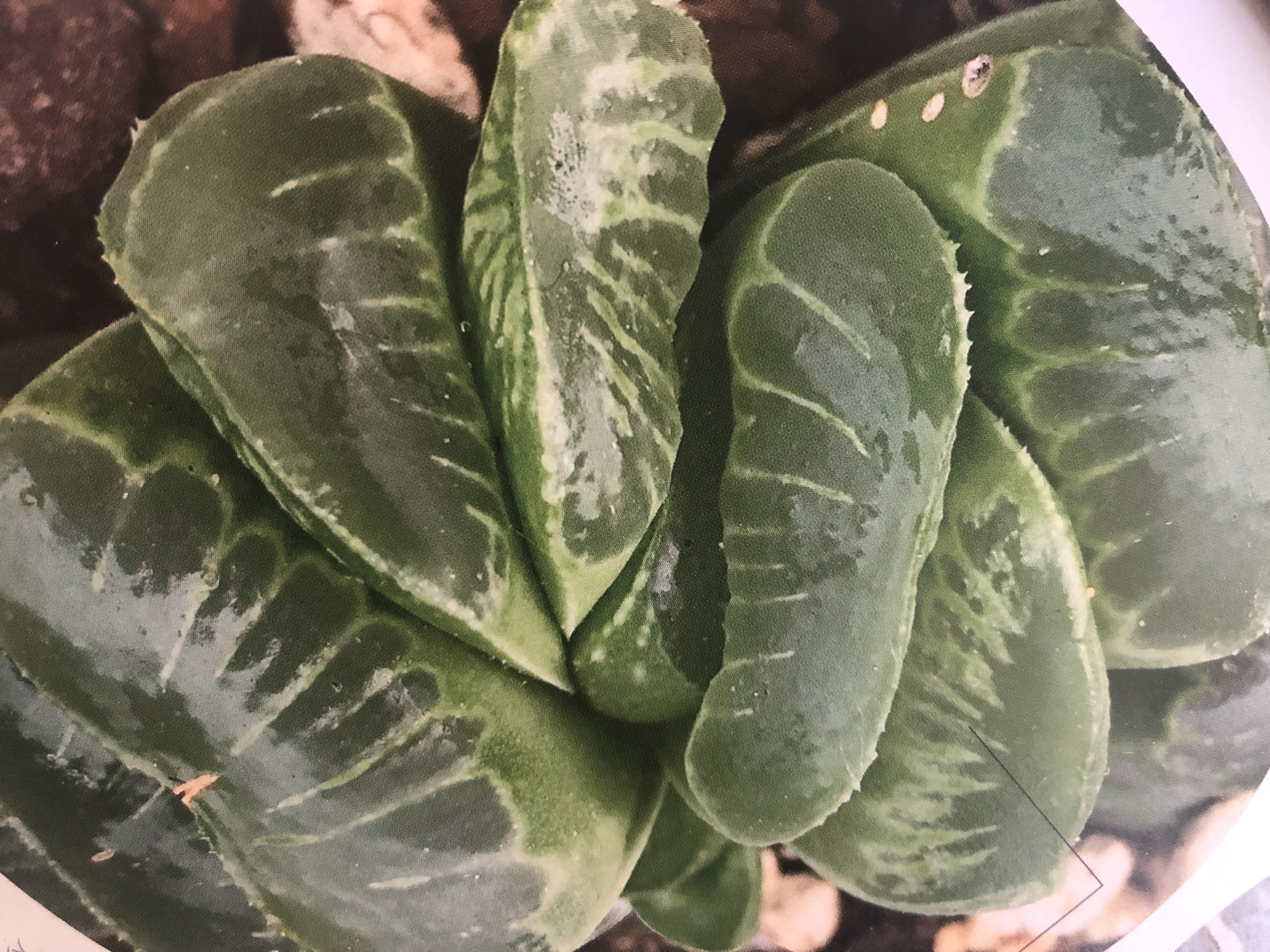 多肉植物—百合科"十二卷"玉扇系详解