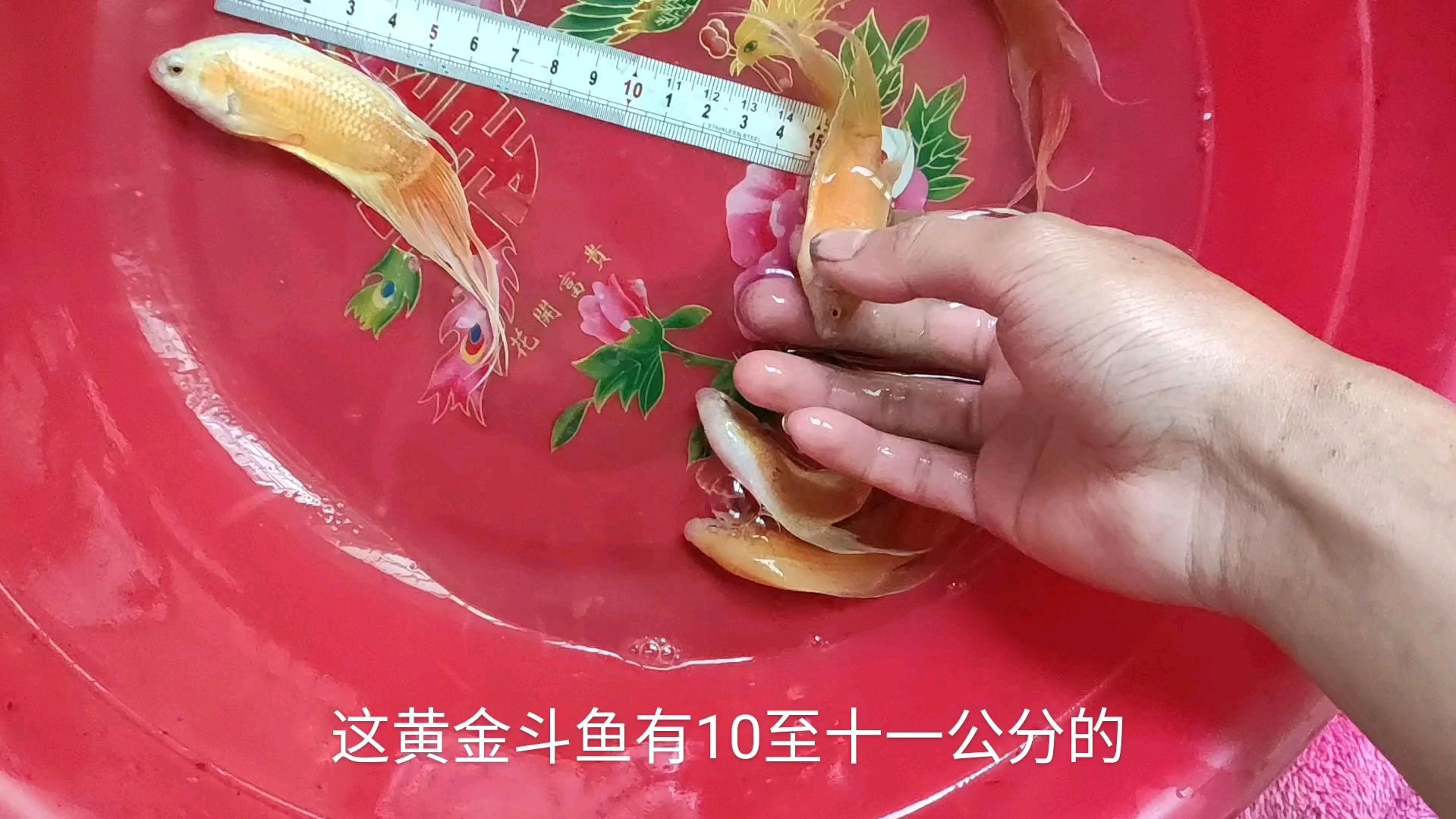 下午寄七个快递,鱼比较杂,有越黑黄金斗鱼跟河虾还有条纹小鲃