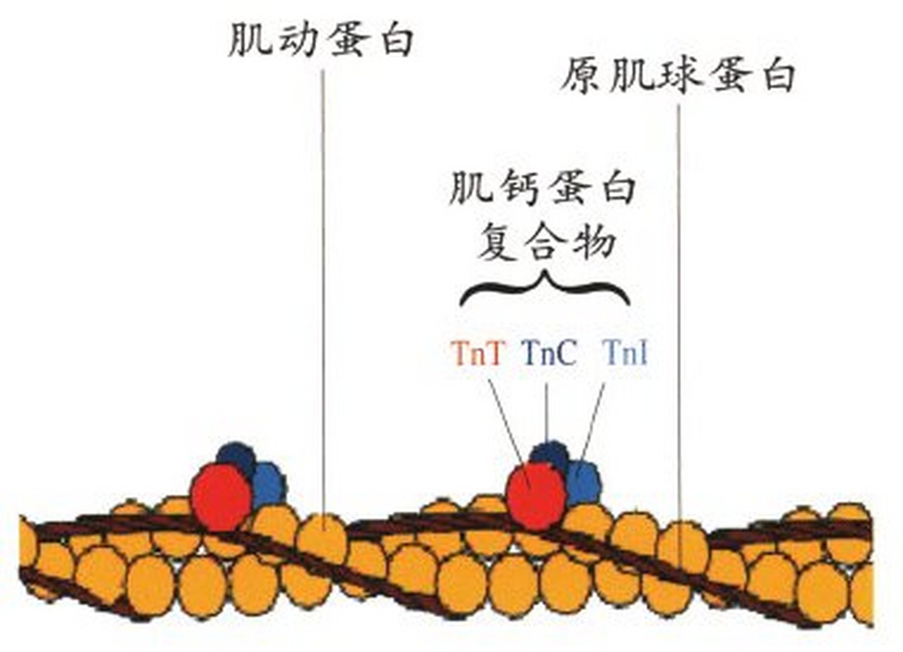 科普知识竞赛#肌钙蛋白是由3个亚单位,即肌钙蛋白c,肌钙蛋白i及肌钙