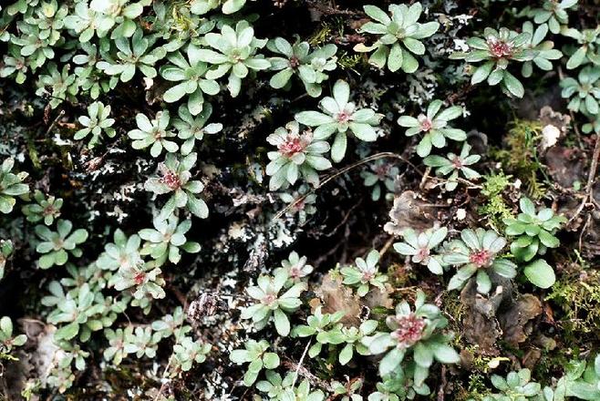 果实能挤出盐巴,过去是农村娃零食,价值珍贵,如今一斤30元
