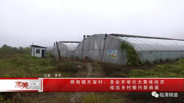 桥南镇天留村:多业并举壮大集体经济 绘出乡村振兴新画面