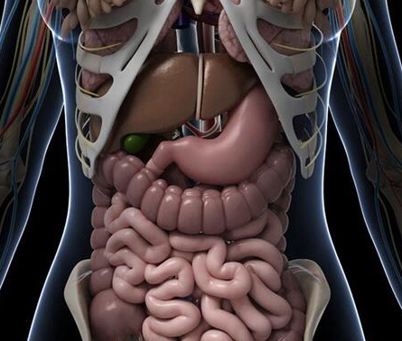 五脏六腑下篇,六腑是什么?它有什么作用?