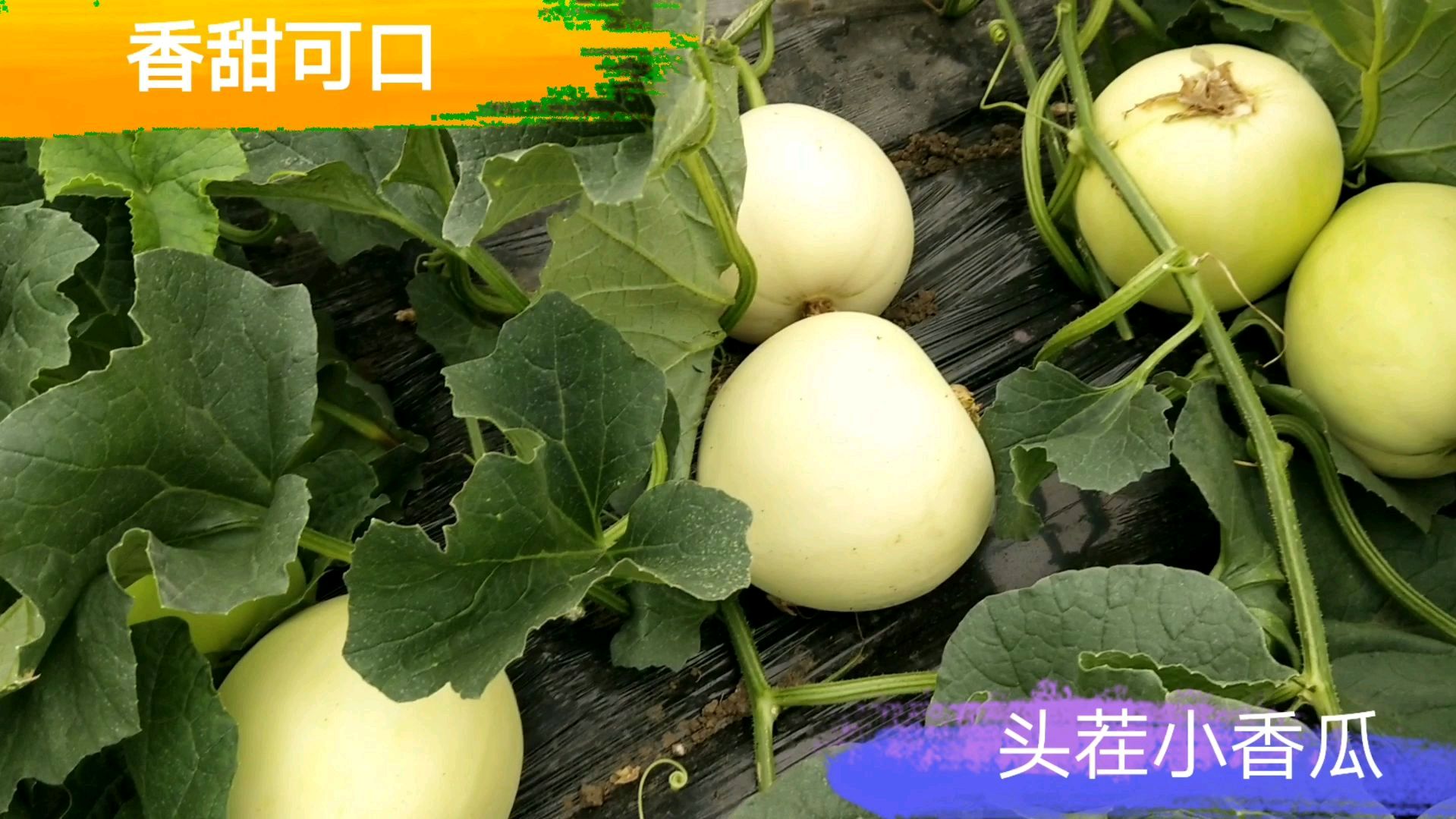 农民大兵种的甜瓜,头茬瓜和二茬瓜一起长,这种植技术值得收藏