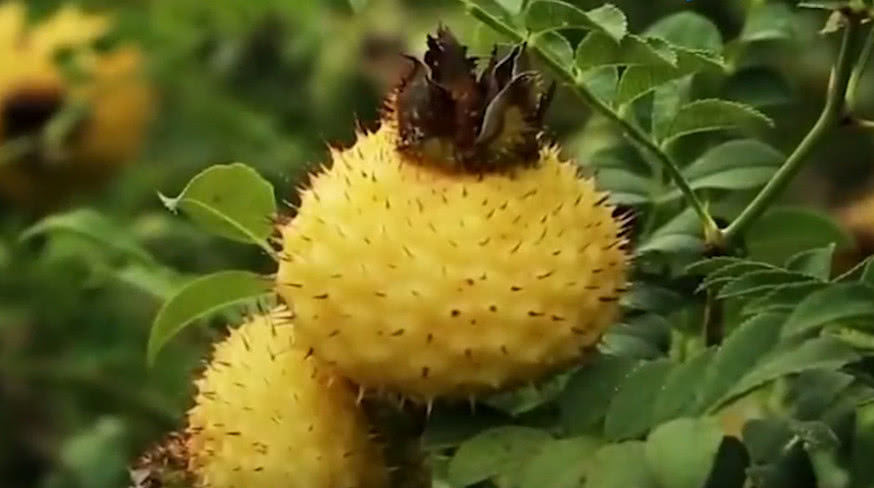 這種果子是貴州當地特產之一,抗氧化十足,有著維c之王的稱號