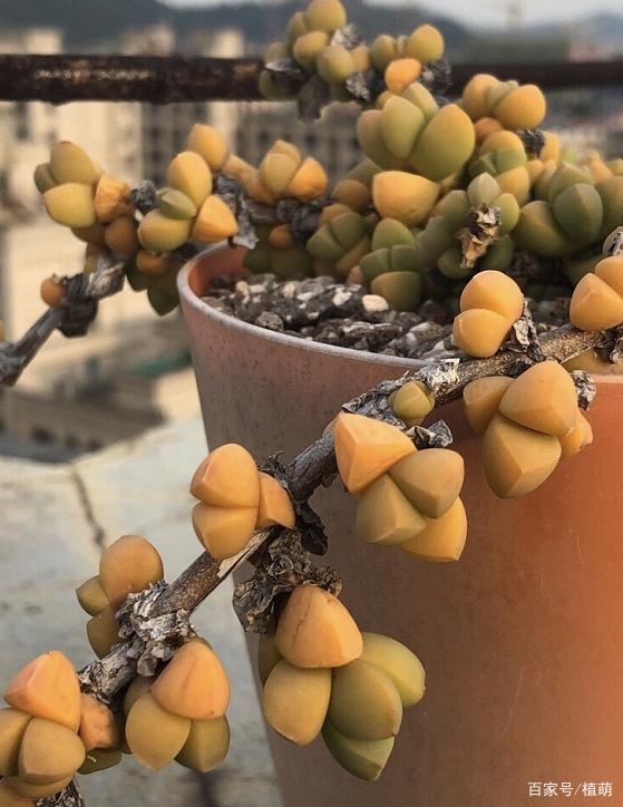 养了5年的鹿角海棠,当初4片叶子,如今悬挂状态,叶色又黄又透