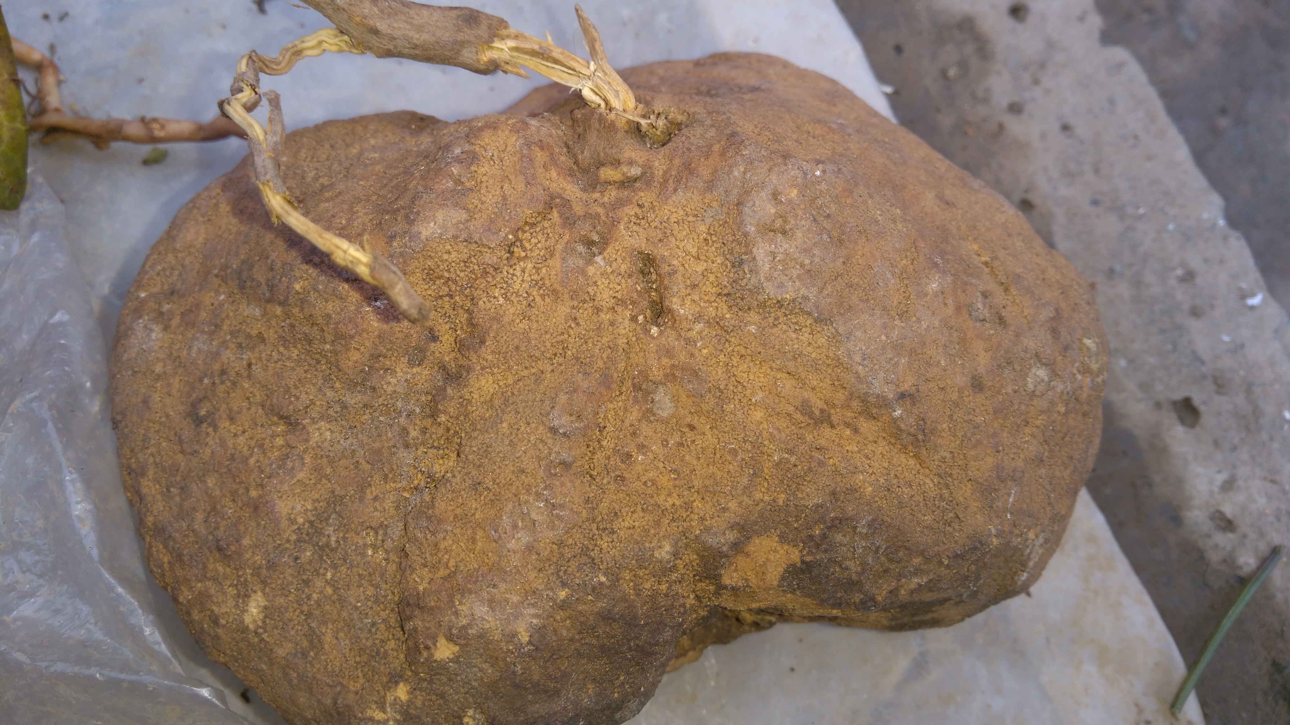 农村这些土疙瘩,枯枝败叶的野草野花,摊主都不知学名,请教大师