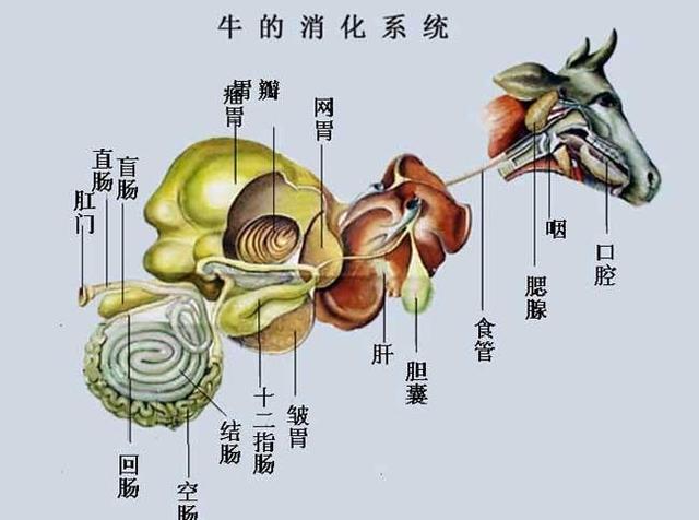 秃鹫和斑鬣狗吃腐肉不生病著称,它们吃下蝙蝠会消化掉病毒吗?