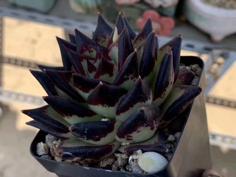 盛行的极品多肉植物黑檀汁,具有什么样的特征才算完美