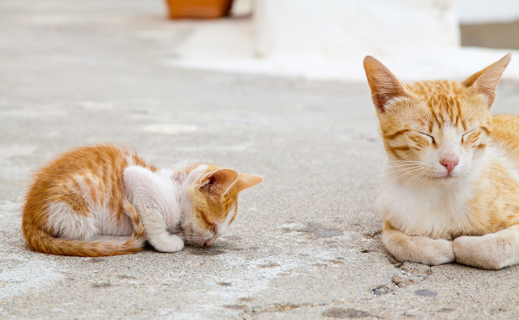 要不要给猫妈妈留一只