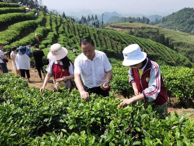 六枝特区实验中学开展第二届采茶研学活动
