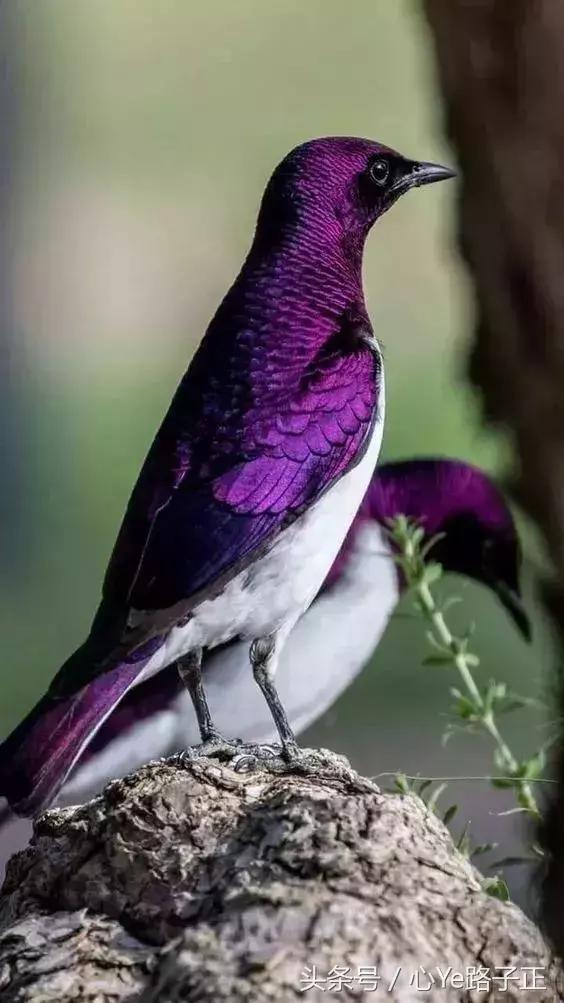 紫鸾鸟图片图片