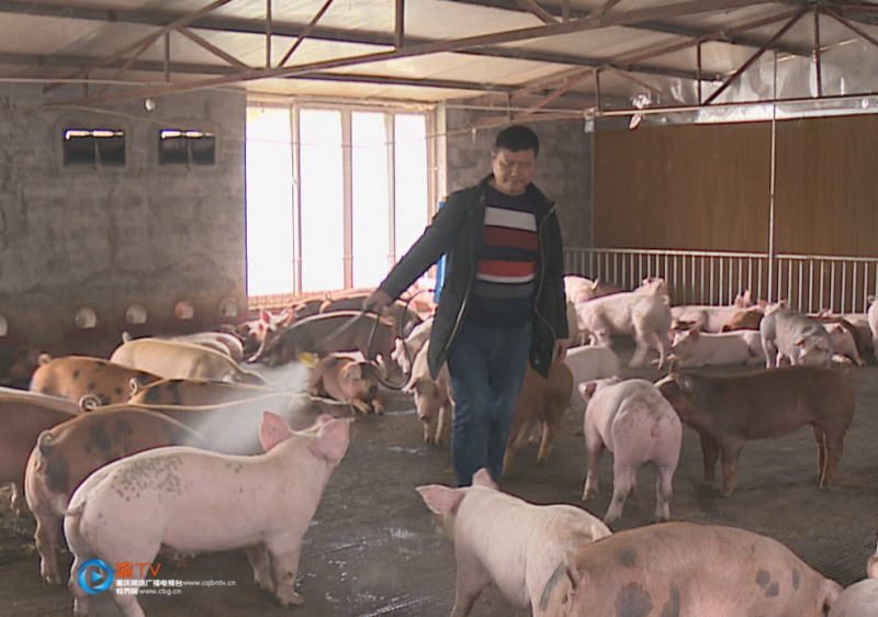 猪儿睡上高架床 生态养殖污染小