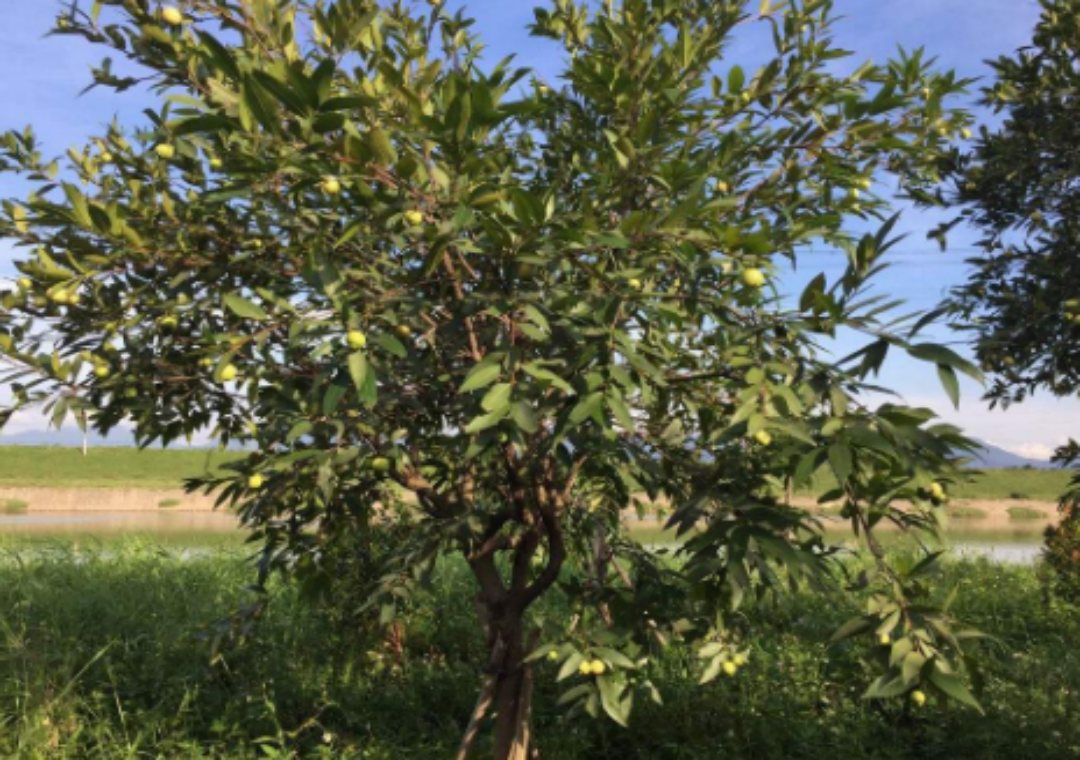 农业技巧天天看:营养美味的芭乐怎样种植?怎样提高产量和质量?