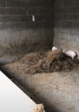 狗狗回农村帮主人看守猪圈,一个随意的坐姿,却让两头猪极度恐慌