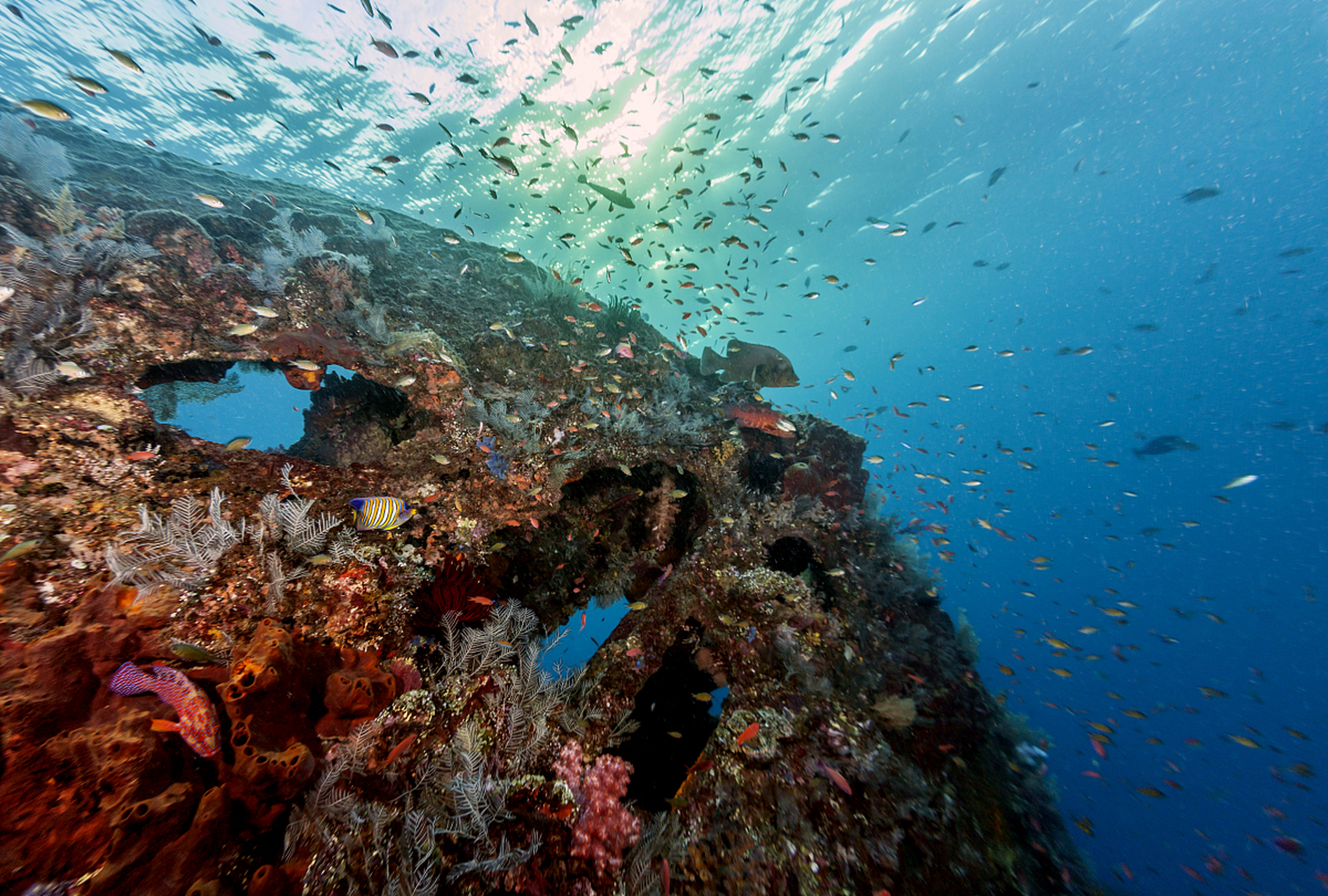 由于海洋升温破坏了脆弱的生态系统,因此科学家正争相保护珊瑚礁.