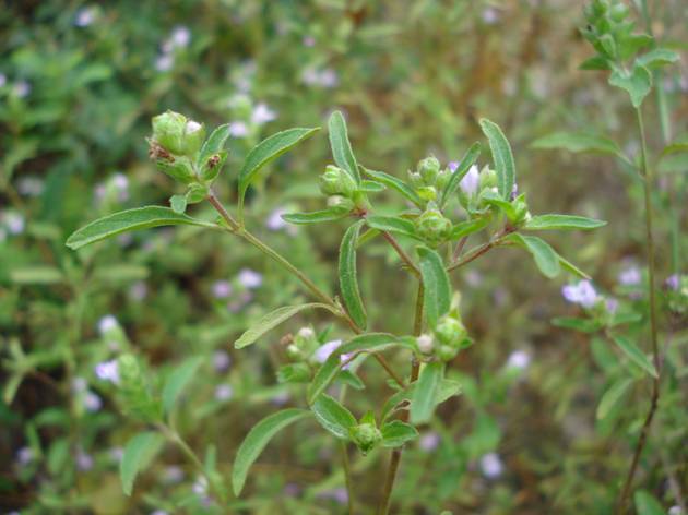 人称"独行千里",过去被当杂草,殊不知价值很珍贵