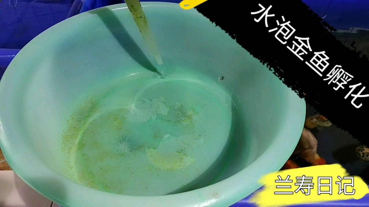 水泡金鱼卵孵化啦 收获第一窝小鱼苗