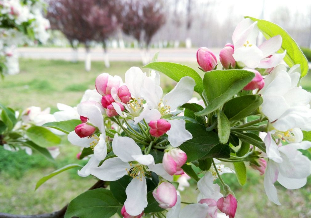 苹果树一个重要的物候期,如何在苹果树开花期做好管理