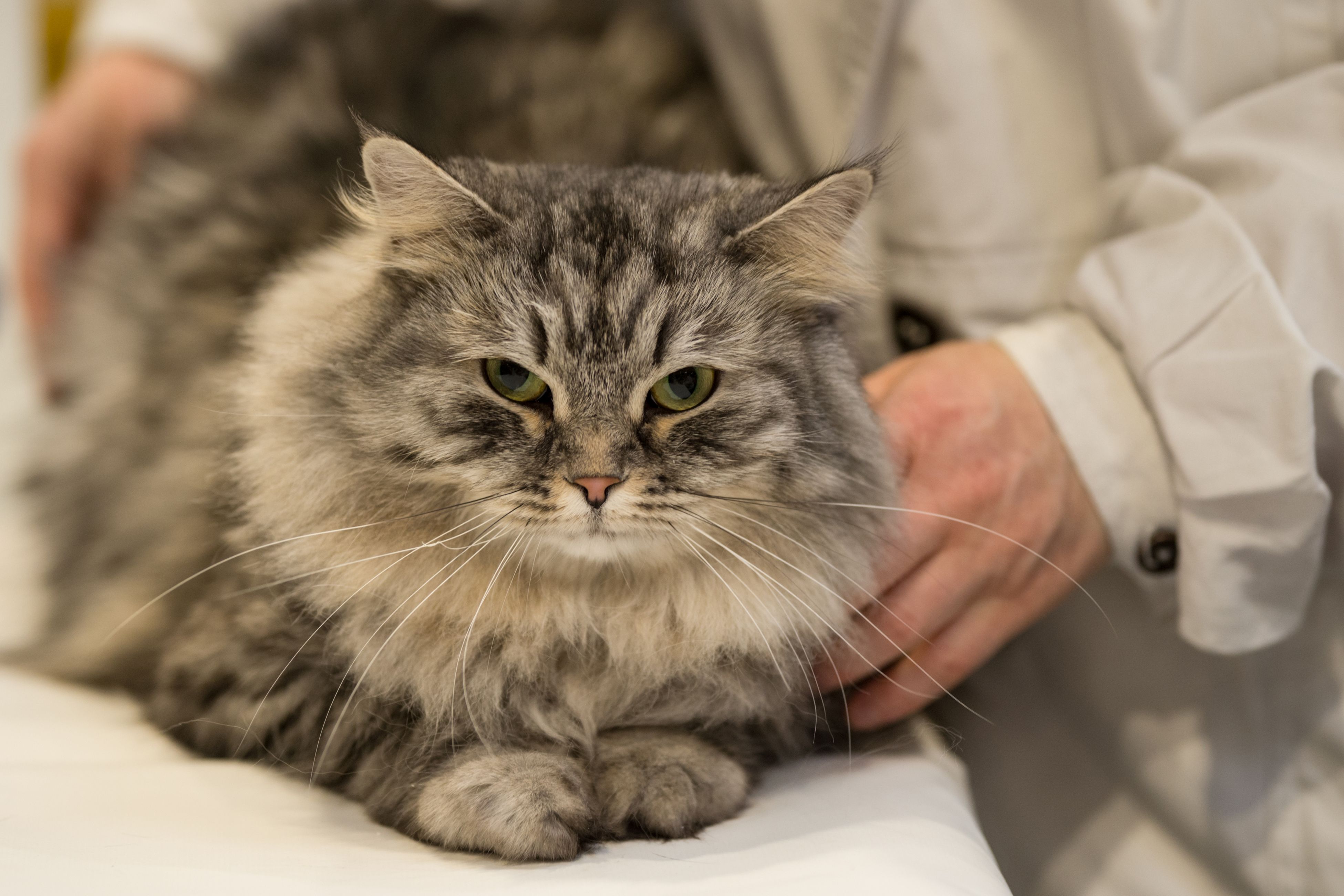 伯明翰举办"冠军猫展"