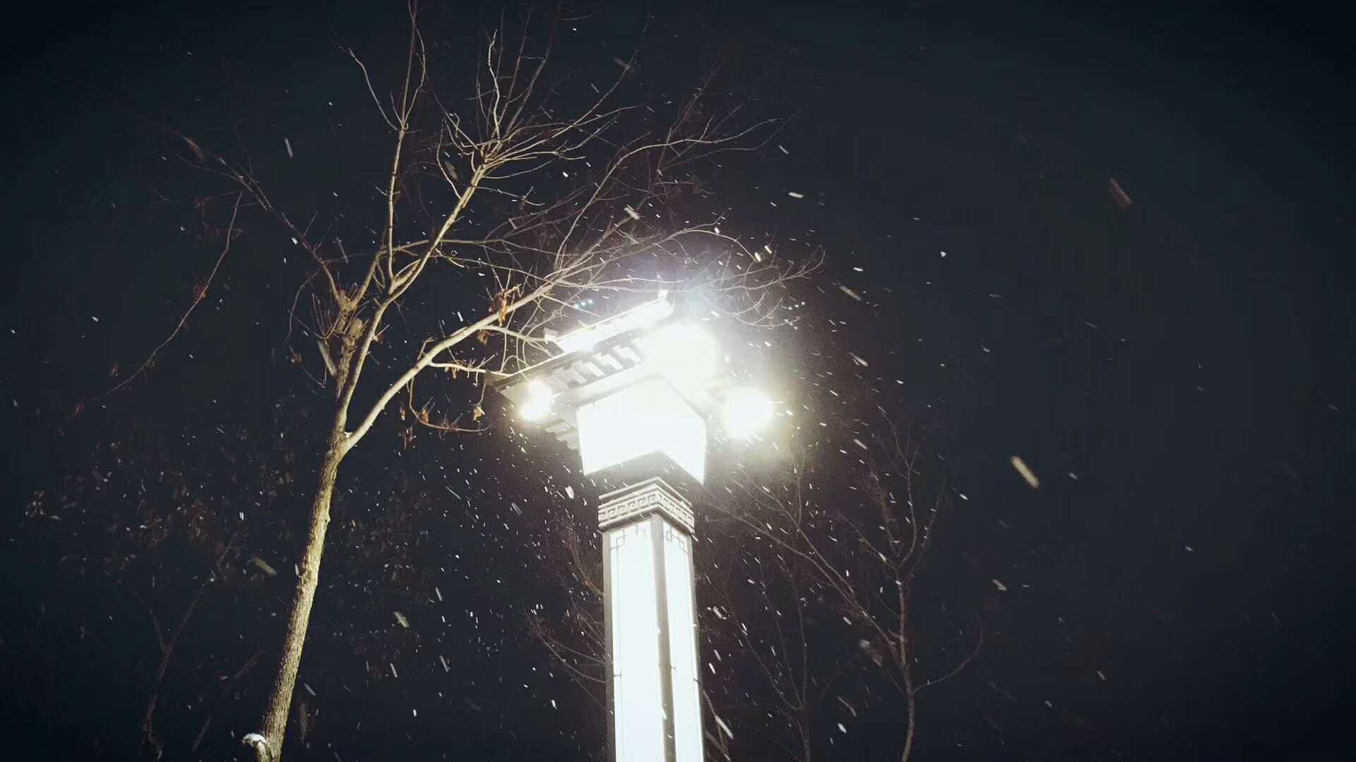 2019年雪夜下的洛阳,落尽琼花天不惜