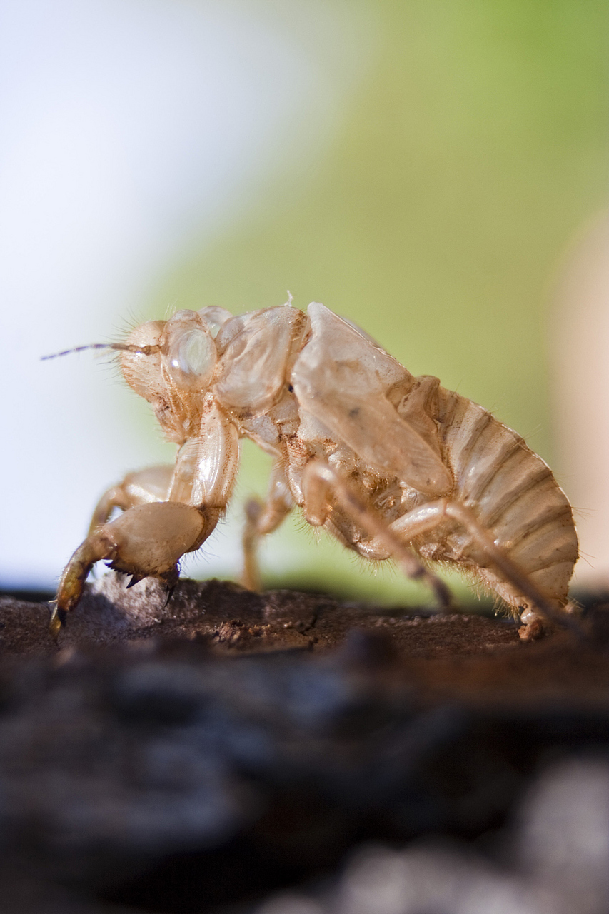 最近浙江丽水知了400多一斤火了.