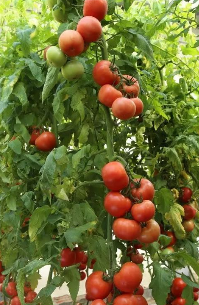 西红柿的种植小技术,学会这些,保证西红柿不仅高质还高产