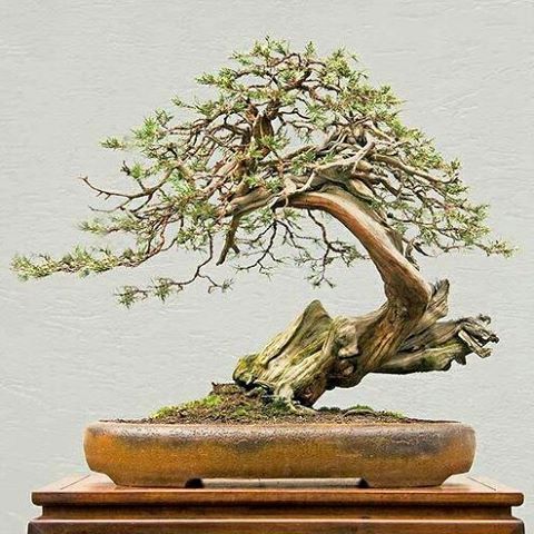 形象式盆景.作者把整个主干去掉做成残枝,留下小枝,像左做了造型.