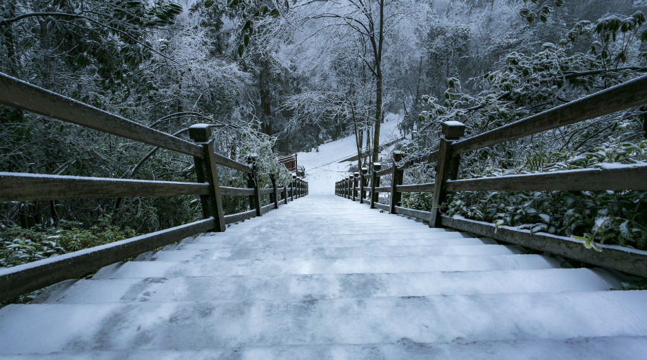 风雪中,张家界的动植物们也都乐坏了,也美坏了.