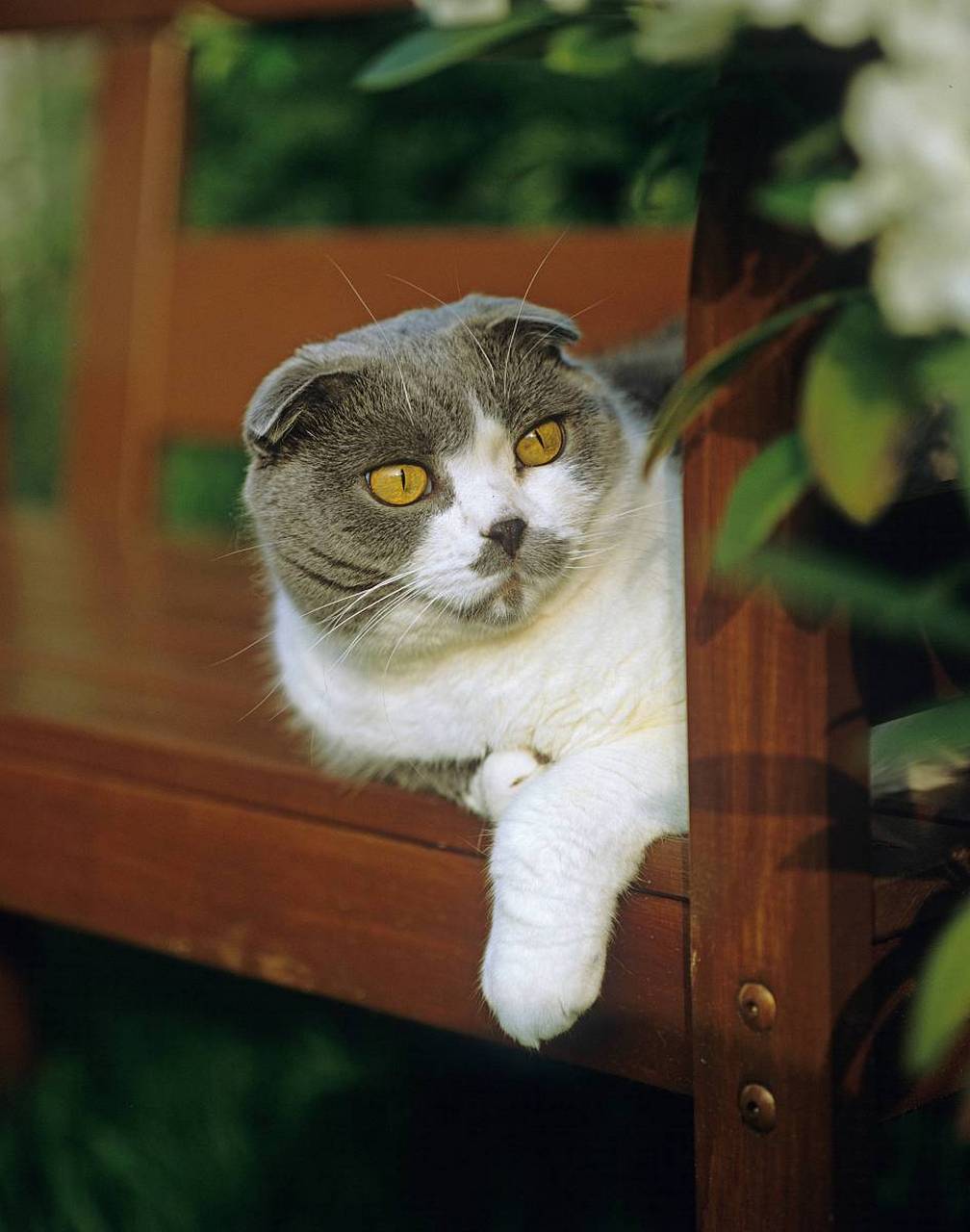 苏格兰折耳猫,一种充满魅力的猫咪品种.